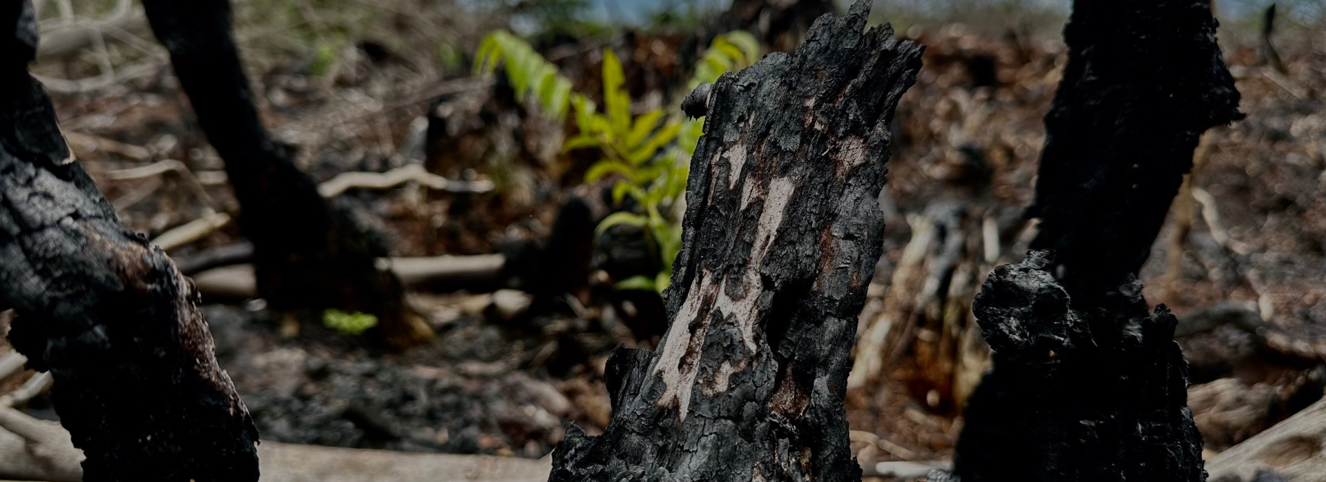 Advancing Climate Action in Indonesia: The FINCAPES Initiative on Carbon Finance