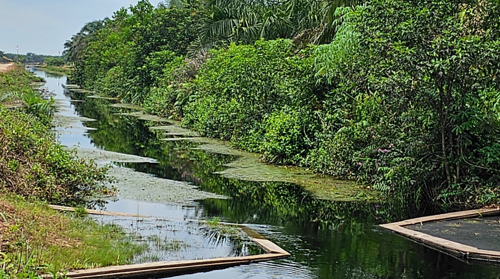 Advancing Climate Action in Indonesia: The FINCAPES Initiative on Carbon Finance